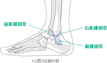 前距腓韧带 后距腓韧带 跟腓韧带 *上图为左脚外侧