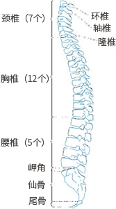 颈椎（7个）环椎 胸椎（12个）轴椎 腰椎（5个）隆椎 岬角 仙骨 尾骨